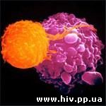 Иммунитет к ВИЧ "прячут" рецепторы-убийцы