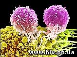 Учеными были отредактированы Т-клетки человека для защиты от ВИЧ