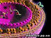 ВИЧ постепенно мутирует и становится менее заразным
