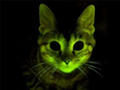 Ученые создали светящихся котов для изучения СПИДа